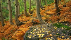 Mountains Colorado Ferns rocks national park