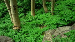 Mountains Colorado Ferns rocks national park