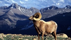 Mountains Colorado Rocky ram national park