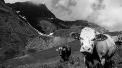 Mountains Cows grayscale