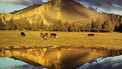 Mountains Cows plains