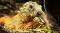 Mountains dark Animals funny