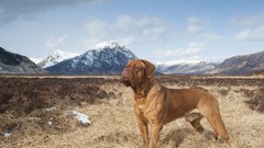 Mountains Dogs pets plains