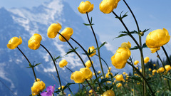 Mountains Flowers yellow flowers