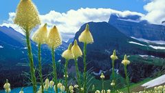 Mountains Landscapes Flowers