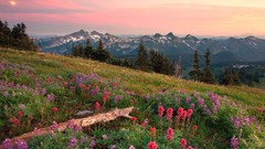 Mountains Landscapes Flowers