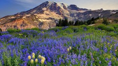 Mountains Landscapes Flowers