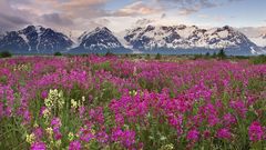 Mountains Landscapes Flowers fields