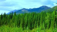 Mountains Landscapes forests