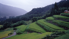 Mountains Landscapes Trees forests