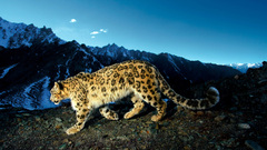 Mountains Leopards