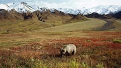 Mountains meadows grizzly bears