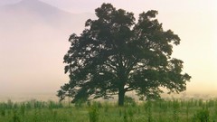 Mountains morning national park Tennessee