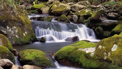 Mountains moss rocks Tennessee
