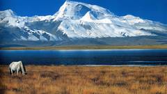 Mountains nature Horses Animals