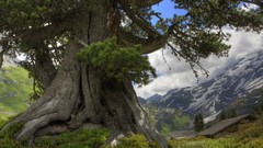 Mountains nature Trees