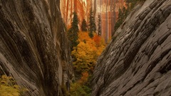 Mountains nature Trees canyon
