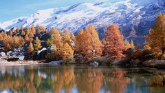 Mountains nature Trees forests