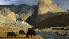 Mountains nature wildlife