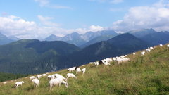 Mountains sheep nature