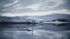 Mountains snow Birds Swans