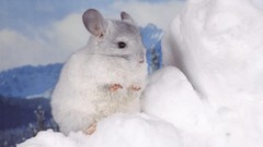 Mountains snow white Animals