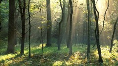 Mountains sunlight national park Tennessee