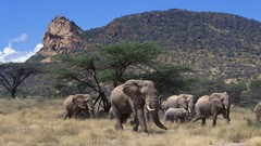 Mountains Trees Animals elephants