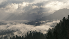 Mountains Trees fog