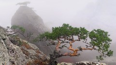 Mountains Trees rocks fog