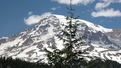 Mountains vacation 2003 pine trees mt rainier