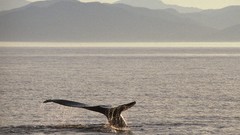 Mountains Whales lakes
