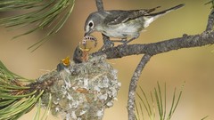 Mountains white Birds Arizona mother