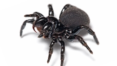 Mouse spider insects insect