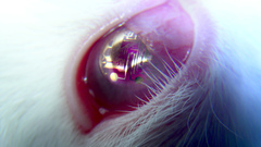 Mousebot are mice rlly