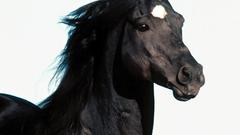 Movement black horse high Resolution