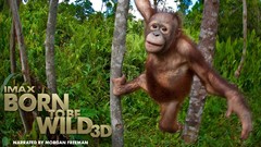 Movies Animals Born to