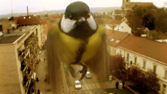 Movies Birds Animals