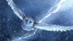 Movies Birds Owls Legend Of The Guardians