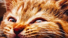 Movies cats posters Wallbase