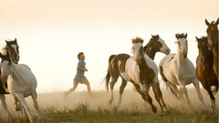 Movies Horses Into the Wild