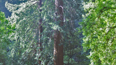 Muir woods high nature