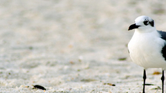 Multi display lonely seagull