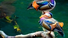 Multicolor Birds Animals rivers