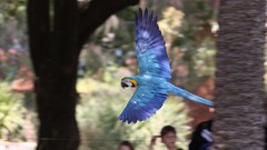 Multicolor Birds Animals wildlife