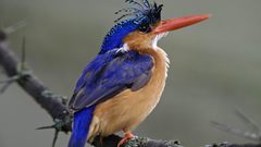 Multicolor Birds kingfisher