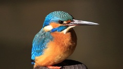 Multicolor Birds kingfisher