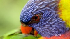 Multicolor Birds Parrots rainbow