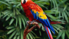 Multicolor Birds Parrots Scarlet