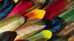 Multicolor design feathers